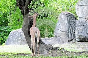 Male Waller's Gazelle