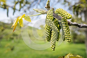 Male walnut flowers