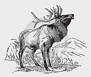 Male wapiti or elk, cervus canadensis standing and roaring in a mountainous landscape