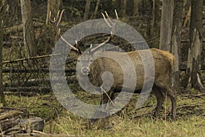 Male wapiti in a forest environment