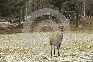 Male wapiti walking in a field