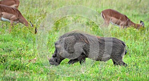 Male warthog