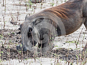 A male Warthog in African landscape and scenery