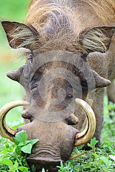 Male warthog grazing on savanna, Ghana