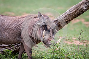 Male Warthog scratching himself on a branch