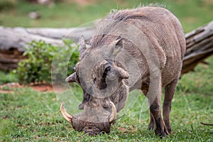 Male Warthog standing in the grass