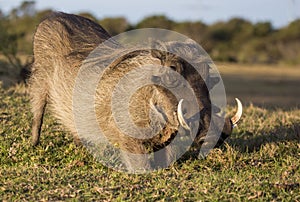 Male Warthog with Tusks