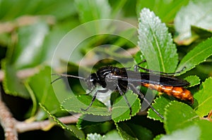 Male wasp Elaphroptera scoliaeformis on the shrub Escallonia leucantha.