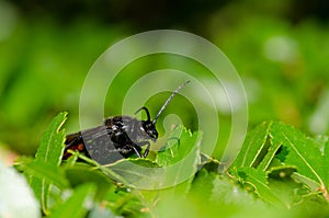 Male wasp Elaphroptera scoliaeformis on the shrub Escallonia leucantha.