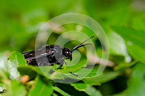 Male wasp Elaphroptera scoliaeformis on the shrub Escallonia leucantha.