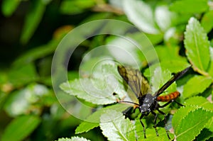 Male wasp Elaphroptera scoliaeformis on the shrub Escallonia leucantha.