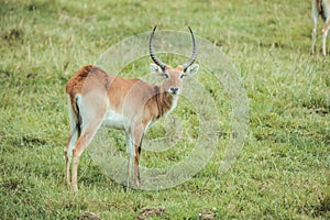 Male water antelope with horns in nature