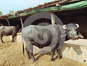 Male water buffalo Indus river black buffles deau bufalo deagua, bufalo marinho photo