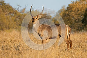 A male waterbuck antelope in natural habitat, Kruger National Park, South Africa