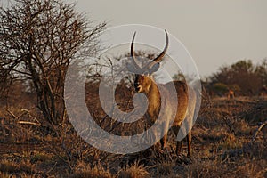 A male Waterbuck in the bush at sunset in Kruger National Park, South Africa.