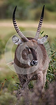 Male Waterbuck eating green leaves in South Africa