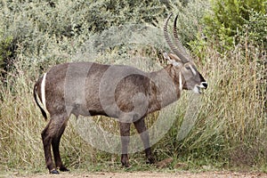 Male waterbuck grazing