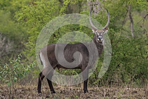 Male Waterbuck, Kobus ellipsiprymnus,