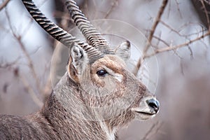 Male Waterbuck (Kobus ellipsiprymnus)