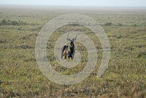 Male Waterbuck, Kobus ellipsiprymnus, Gorongosa National Park, Mozambique