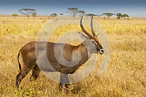Male waterbuck Kobus ellipsiprymnus a large antelope found widely in sub Saharan Africa, Tanzania photo