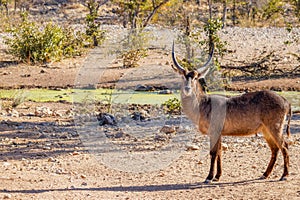 A male waterbuck  Kobus Ellipsiprymnus at a waterhole looking at the camera, Ongava Private Game Reserve  neighbour of Etosha,
