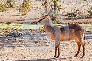 A male waterbuck  Kobus Ellipsiprymnus at a waterhole looking, Ongava Private Game Reserve  neighbour of Etosha, Namibia.