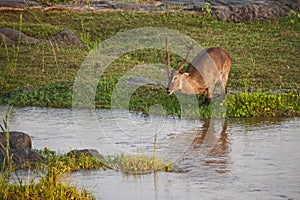 Male Waterbuck River Crossing Series 2