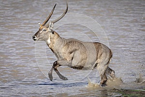 Male waterbuck running through water in sunlight in Kruger Park in South Africa photo