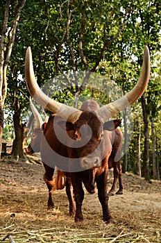 Male watusi