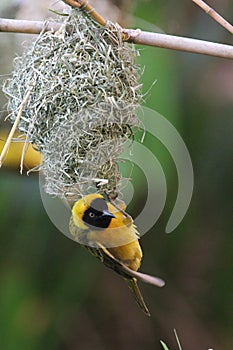 Male Weaver Bird building his nest at lower Zambezi River in Zambia