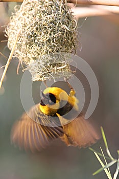Male Weaver Bird building his nest at lower Zambezi River in Zambia