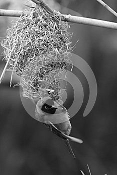 Male Weaver Bird building his nest at lower Zambezi River in Zambia