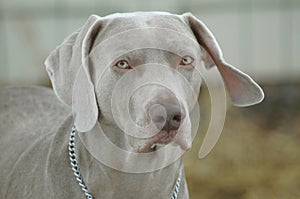 Male Weimaraner