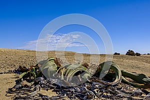 Male Welwitschia Mirabilis