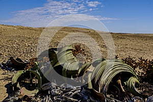 Male Welwitschia Mirabilis close up