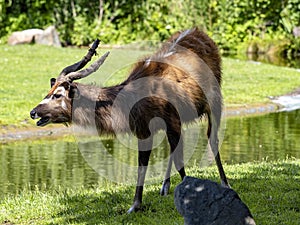 Male West African Sitatunga, Tragelaphus spekei gratus, these jungle antelopes are staying near the water