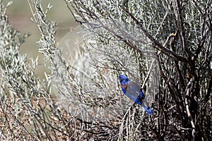 Male Western Bluebird in a bare bush in early spring