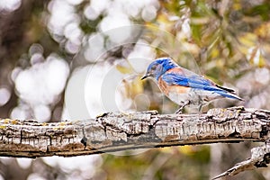 Male Western Bluebird Sialia mexicana sitting on a tree branch, South San Francisco bay area, California