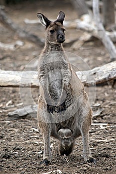 This is a male western grey kangaroo