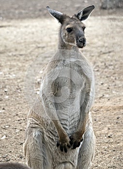 This is a male western grey kangaroo