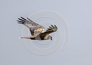 Male Western Marsh Harrier (Circus aeruginosus) in Flight