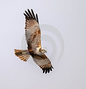 Male Western Marsh Harrier (Circus aeruginosus) in Flight