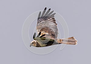 Male Western Marsh Harrier (Circus aeruginosus) in Flight