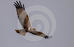 Male Western Marsh Harrier (Circus aeruginosus) in Flight