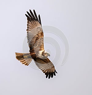 Male Western Marsh Harrier (Circus aeruginosus) in Flight photo