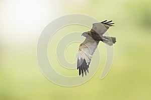 Male Western marsh harrier, Circus aeruginosus, hunting