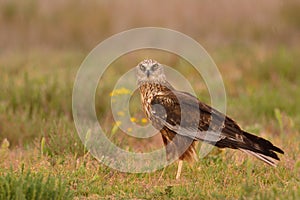 Male western marsh harrier, Circus aeruginosus