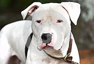 Male white American Bulldog dog rescue