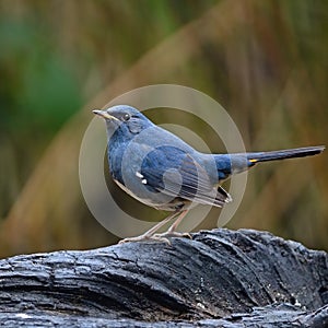 Male White-bellied Redstart